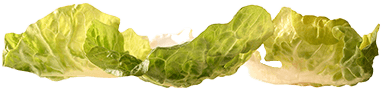 lettuce